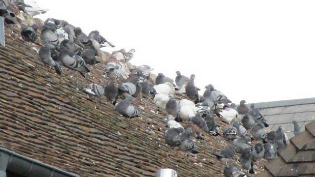 la-pollution-des-pigeons-la-maison-de-retraite.jpg